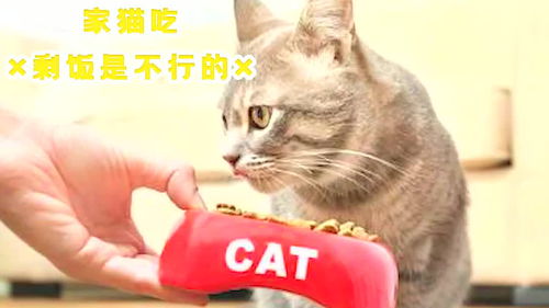 别再给猫咪吃剩菜剩饭了 想小猫咪健康要吃这些 