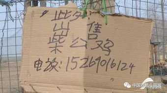 菏泽17岁脑瘫少年养鸡追踪 养鸡场注册商标起了名