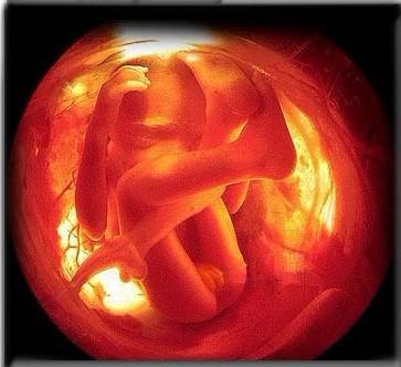怀孕八个月男胎儿图(怀孕8个月胎儿图)