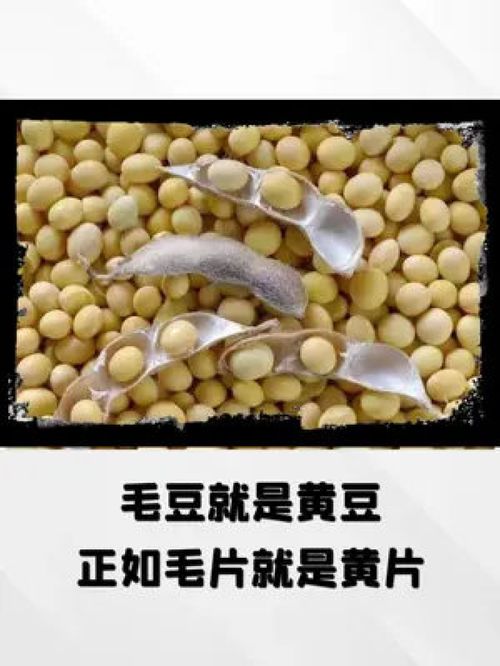 冷知识,毛豆就是黄豆 