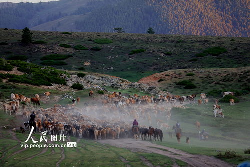 新疆阿勒泰阿勒泰市阿克吐木斯克牧场天气预报