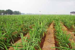 大姜怎样种植,土壤要求