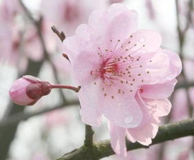 春暖花开,关于花的英语表达