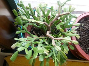美人铁植物图片及名称,我家有一盆植物，是绿叶白边的，听说是南美洲的，想请教各位叫什么名字？谢谢