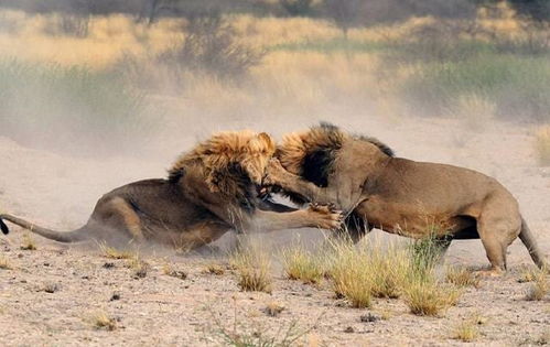 年老的狮子最终归宿是怎样的 母狮和雄狮一样吗