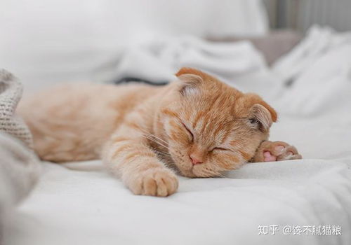 猫咪为什么爱跟主人一起睡 