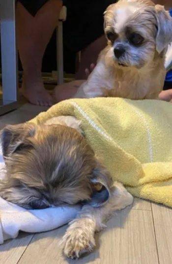乐馨推荐 14岁狗狗因患癌最后7日无法进食,直到听到爸妈的那句承诺,它才断了气