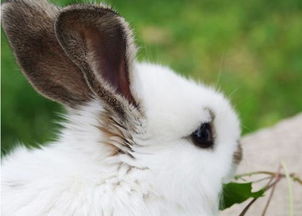 兔子的耳朵有什么特点 