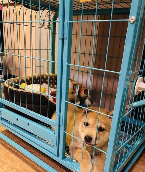 家里有人时柴犬可以自由玩耍,若无人它只能被关在笼子里面