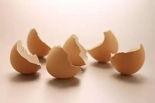 鸡蛋壳养什么花最好,鸡蛋壳适合种什么植物