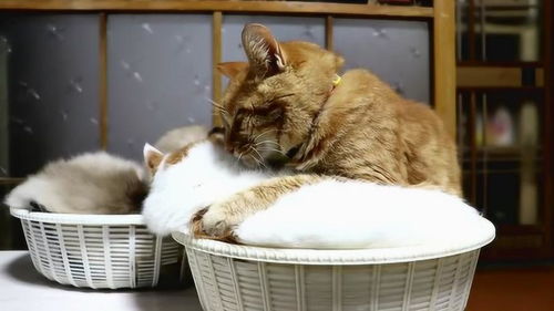 猫咪夫妻每天相拥而眠,画面温馨感人,网友 像极了爱情 