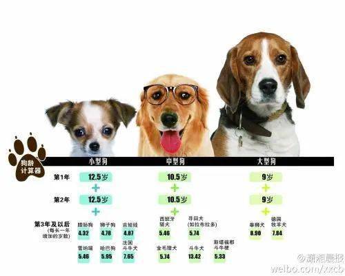 狗狗年龄换算 你的狗相当于人类的几岁