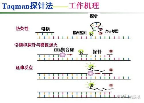 生物分子类实验室常用实验技术原理汇总