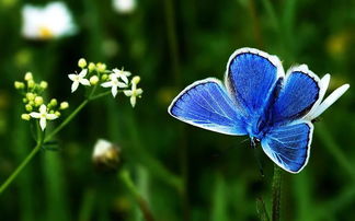 心理测试 你想梦见哪一只蝴蝶,测什么样的异性会对你不离不弃