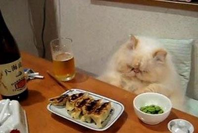 制作猫饭很容易,铲屎官们可以考虑给猫咪换换口味,增加营养