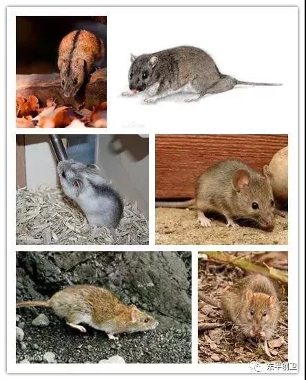 黑线姬鼠是不是家鼠,谁能告诉我老鼠的所有种类？