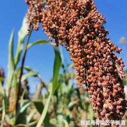 清明上坟用红蜡还是白蜡