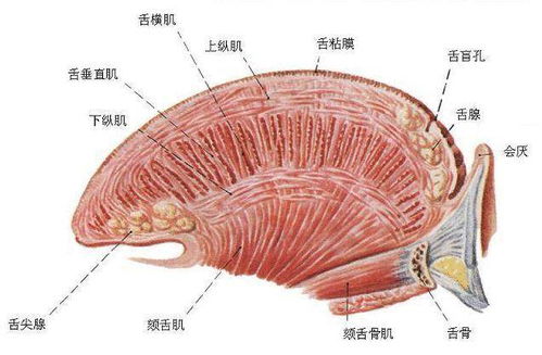 人体最灵活的器官每秒运动1400次,没有它我们都不会说话