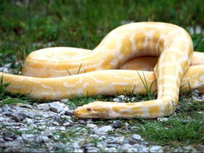 世界上最大的蛇有多大