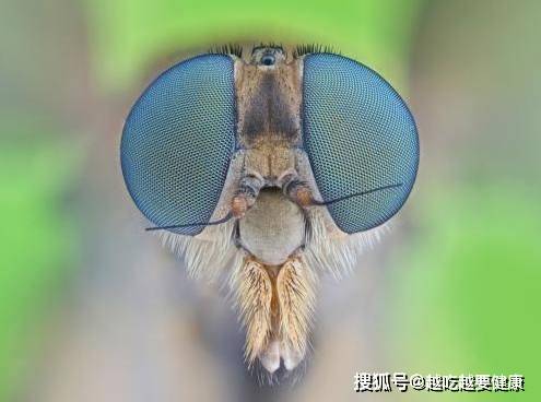 盘点自然界中眼睛最美的五大动物,你相信么 苍蝇的眼睛一同上榜
