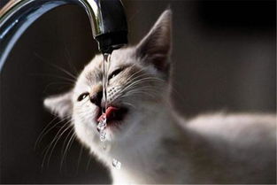 猫咪并不喜欢喝水,尝试学会这五种办法,让喵主子远离尿路感染