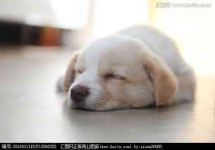 狗狗睡觉会做梦吗 狗狗会不会做梦 