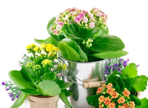 怎么养花盆植物,盆栽花卉种植指南：轻松养出绚烂家中绿意