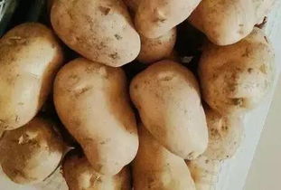 土豆长在哪里面试,土豆原产地概述