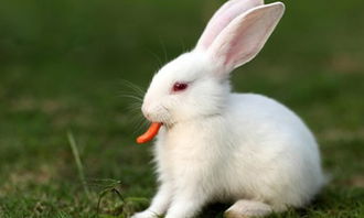 小白兔吃萝卜作文50字 