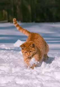 5年拍40000张猫咪写真,引290万猫奴关注的 行走的猫薄荷