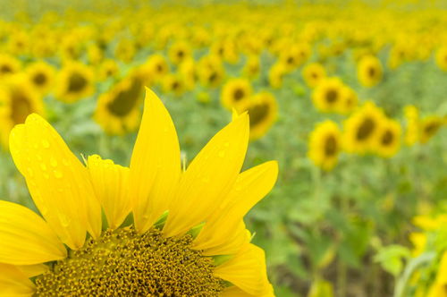 芒种来临 5月31日至6月6日,下周运气早知道