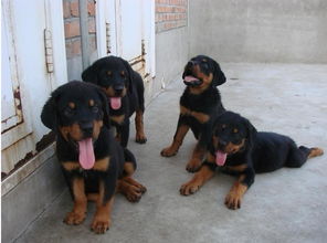 图 济南本地犬舍出售纯种幼犬,罗威纳,血统纯正,保证健康 济南宠物狗 