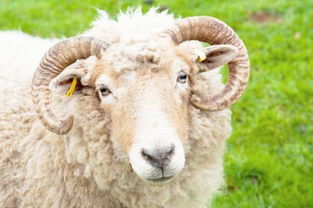 属羊的是什么性格的人,属羊的人的性格特点