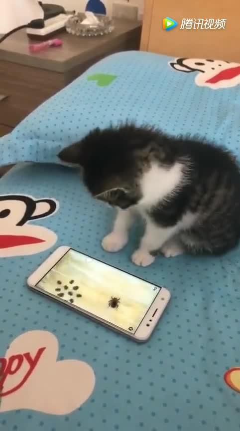 猫咪担心虫子从手机爬出来,赶紧使劲按 