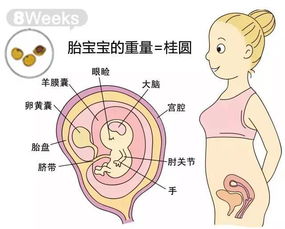胎儿成长(胎儿发育标准)