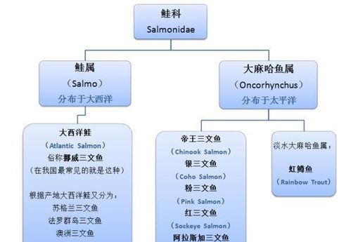 三文鱼头营养价值高还是肉类高  第2张