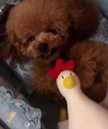泰迪抱着玩具鸡睡觉,主人趁它入睡想要拿走,狗狗一睁眼就要咬人