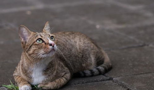 救助流浪猫,这三种方法是最好的,国际通用