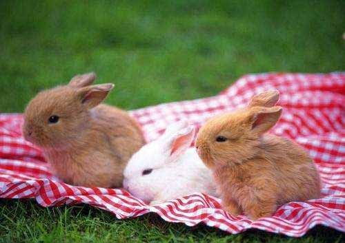 养兔疑惑 兔眼肿红了有点痒,兔子偶尔抓眼睛