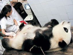 成都发生世界首例大熊猫难产 幼仔胎死腹中 