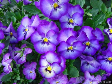 紫色三色堇的花语,紫色三色堇花语 拉丁文