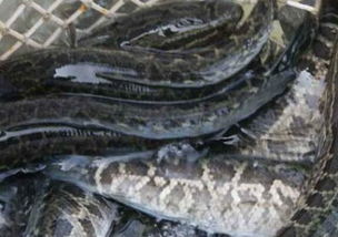 黑鱼怎么养 黑鱼常见病有哪些
