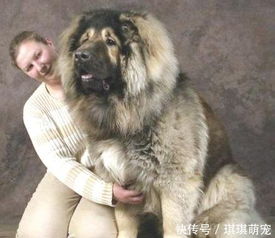 它是来自 战斗民族 的犬种,是体型最大的猛犬,外貌犹如雄狮 