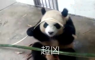 如果熊猫伤人,熊猫会被处理掉吗 看看之前是怎么做的 