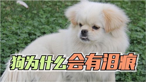 狗为什么会有泪痕 