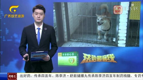桂林市养犬管理条例 草案 公开 征集全体市民意见 