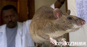 英国发生老鼠吃人事件 最大的老鼠壮如狗