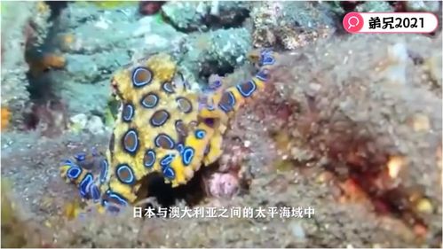 最恐怖的章鱼 蓝环章鱼,受到威胁时身上的蓝色环就会闪烁 