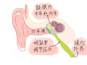 坐飞机为什么耳朵会疼呢 