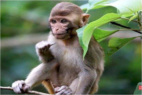 生肖猴的人,不同的月份拥有不同的性格 你是几月的 猴